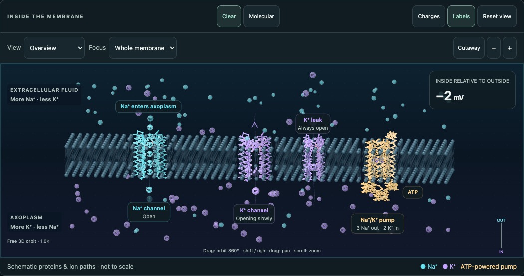 Action potential simulation showing sodium and potassium ions crossing a neurone membrane through channel proteins.