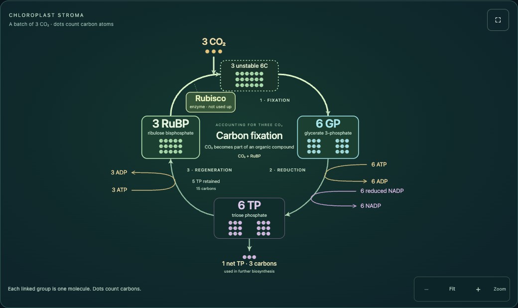 The Calvin cycle diagram with RuBP on the left, GP on the right, TP below and Rubisco at carbon fixation.