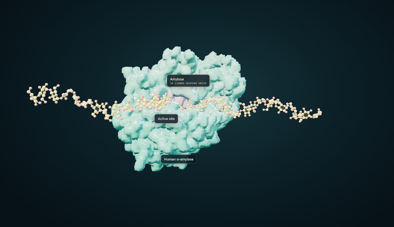 Human amylase and a starch chain in the enzyme simulation.