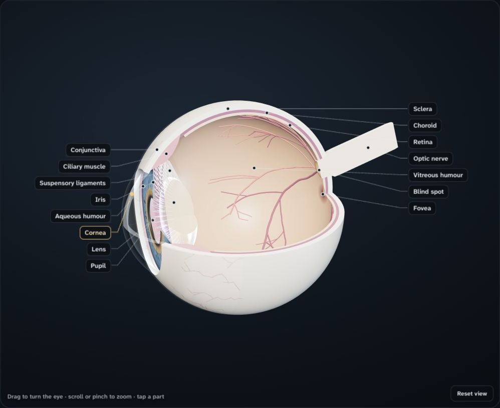 Cutaway three-dimensional eye showing the lens, retina, optic nerve and labelled internal structures.