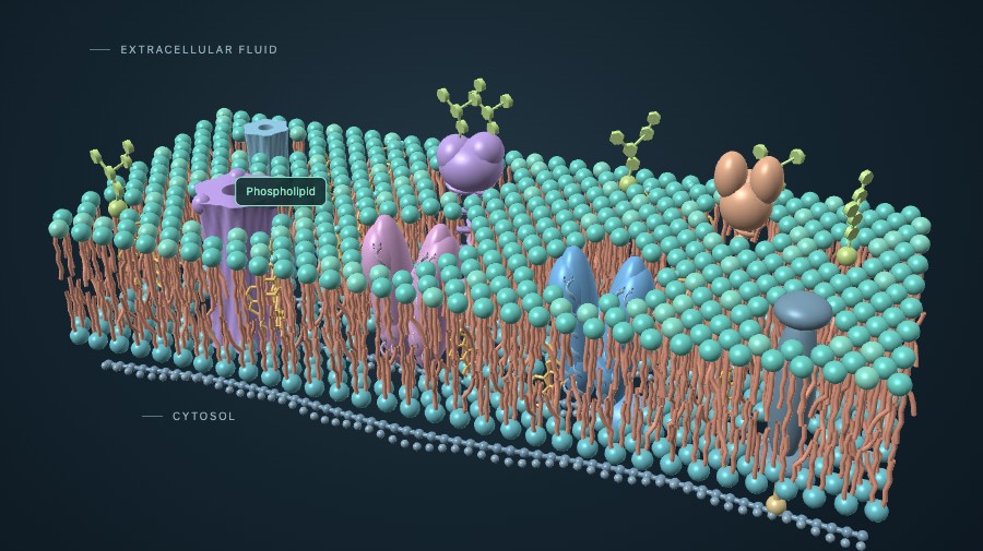 Fluid mosaic membrane model showing a phospholipid bilayer with proteins and surface carbohydrates.