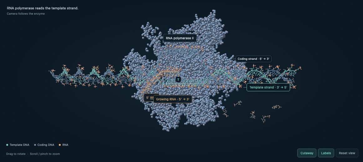 Gene expression simulation showing RNA polymerase, DNA strands and a growing RNA message during transcription.