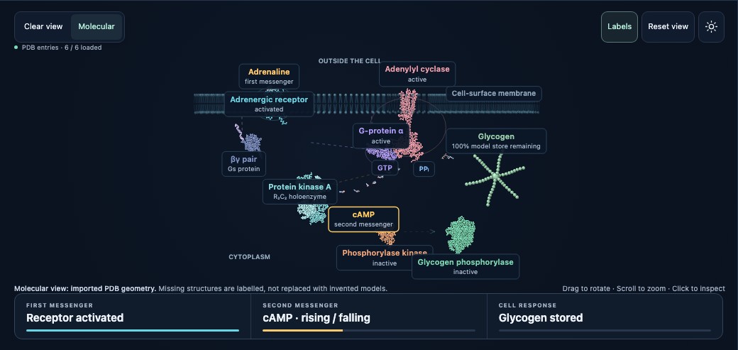 Hormonal action simulation showing an adrenergic receptor, G-protein, adenylyl cyclase and the intracellular enzyme cascade.