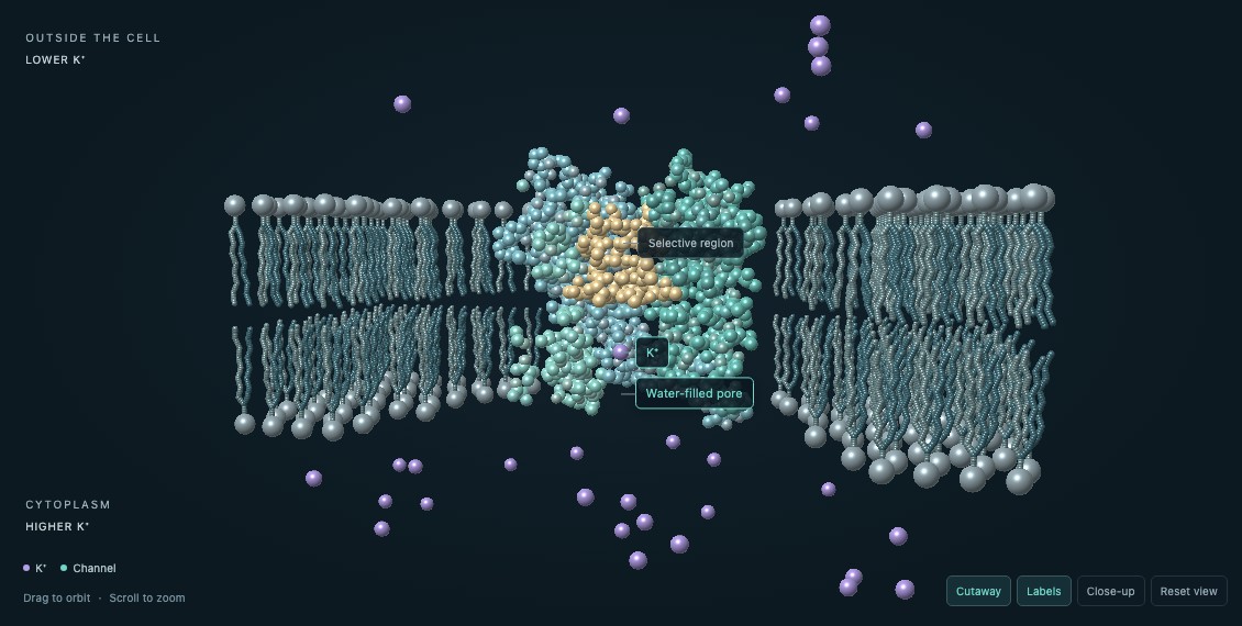 Membrane transport simulation showing a protein pore, phospholipids and ions.