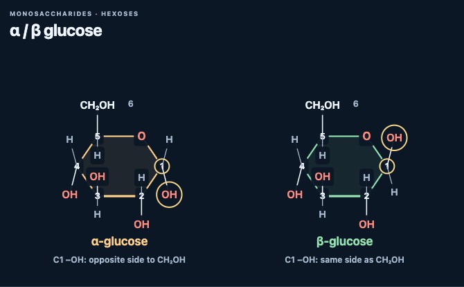 Side-by-side α- and β-glucose ring diagrams with the C1 hydroxyl groups highlighted.