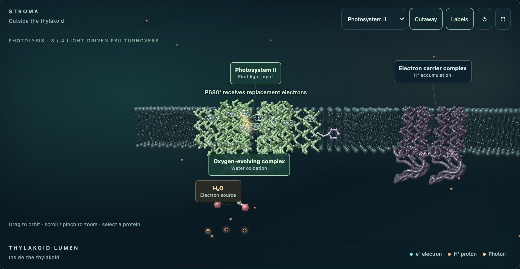 The photophosphorylation lab showing photosystems and electron carriers across the thylakoid membrane.