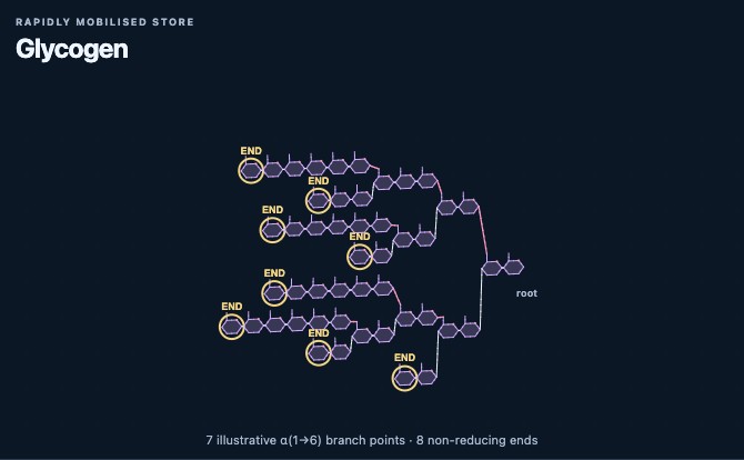 Illustrated branching glycogen model with highlighted non-reducing ends.