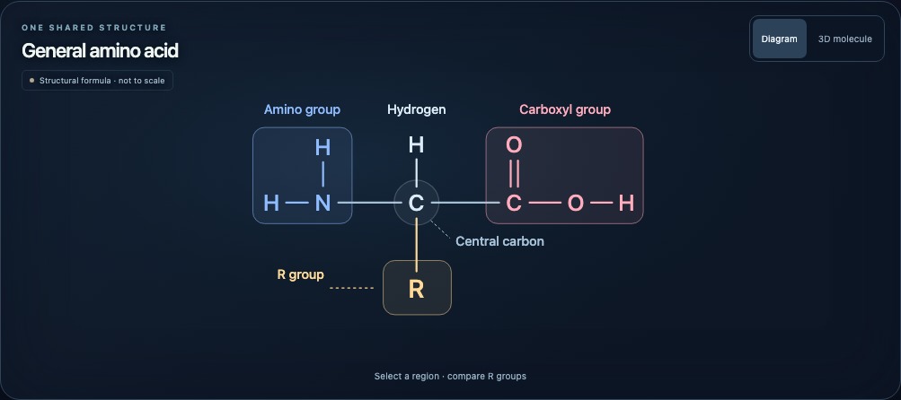 A general amino-acid structural formula with the amino group, carboxyl group, central carbon, hydrogen and variable R group labelled.